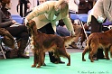 Crufts2011 169